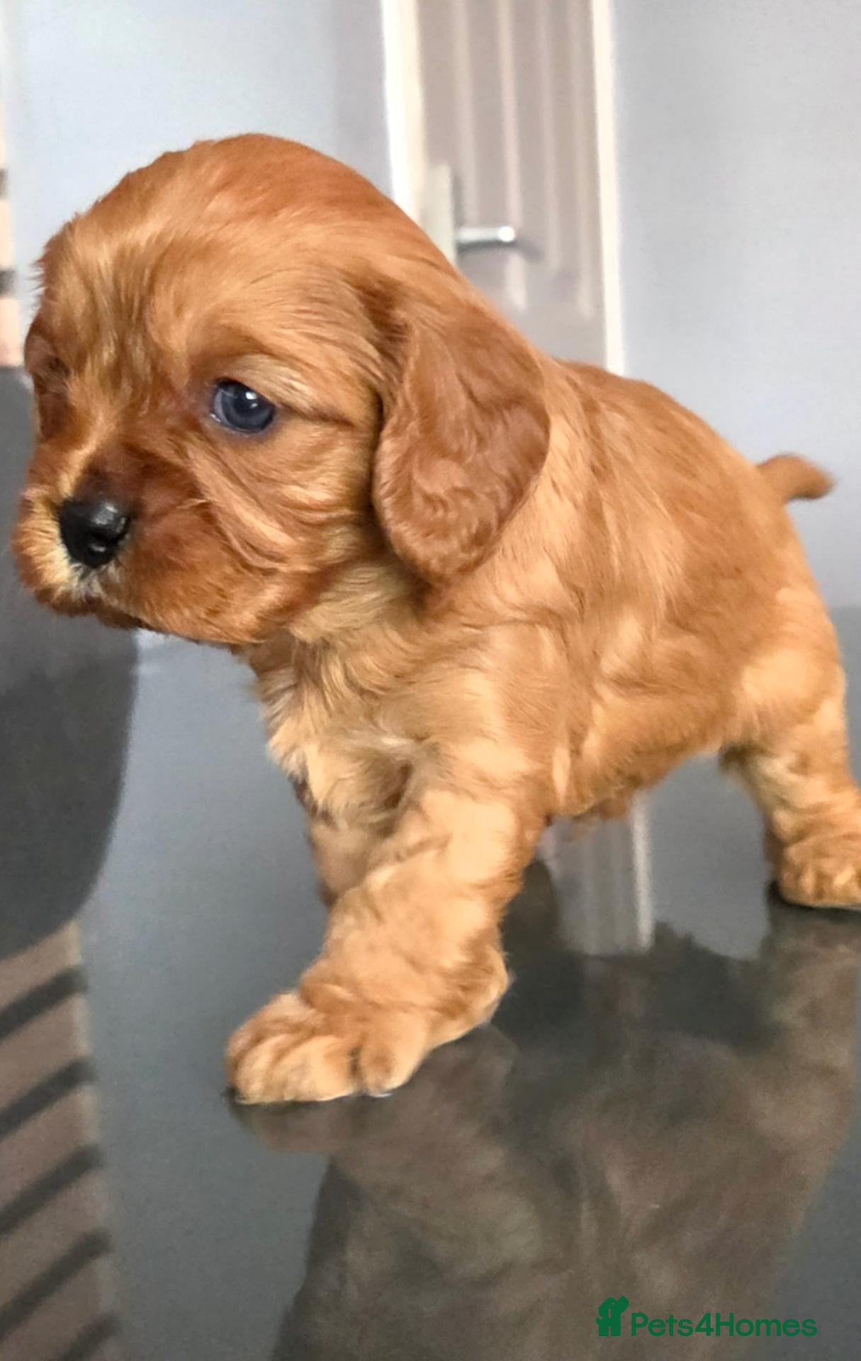 Cavapoo dogs Cavapoo pups - Advert 2