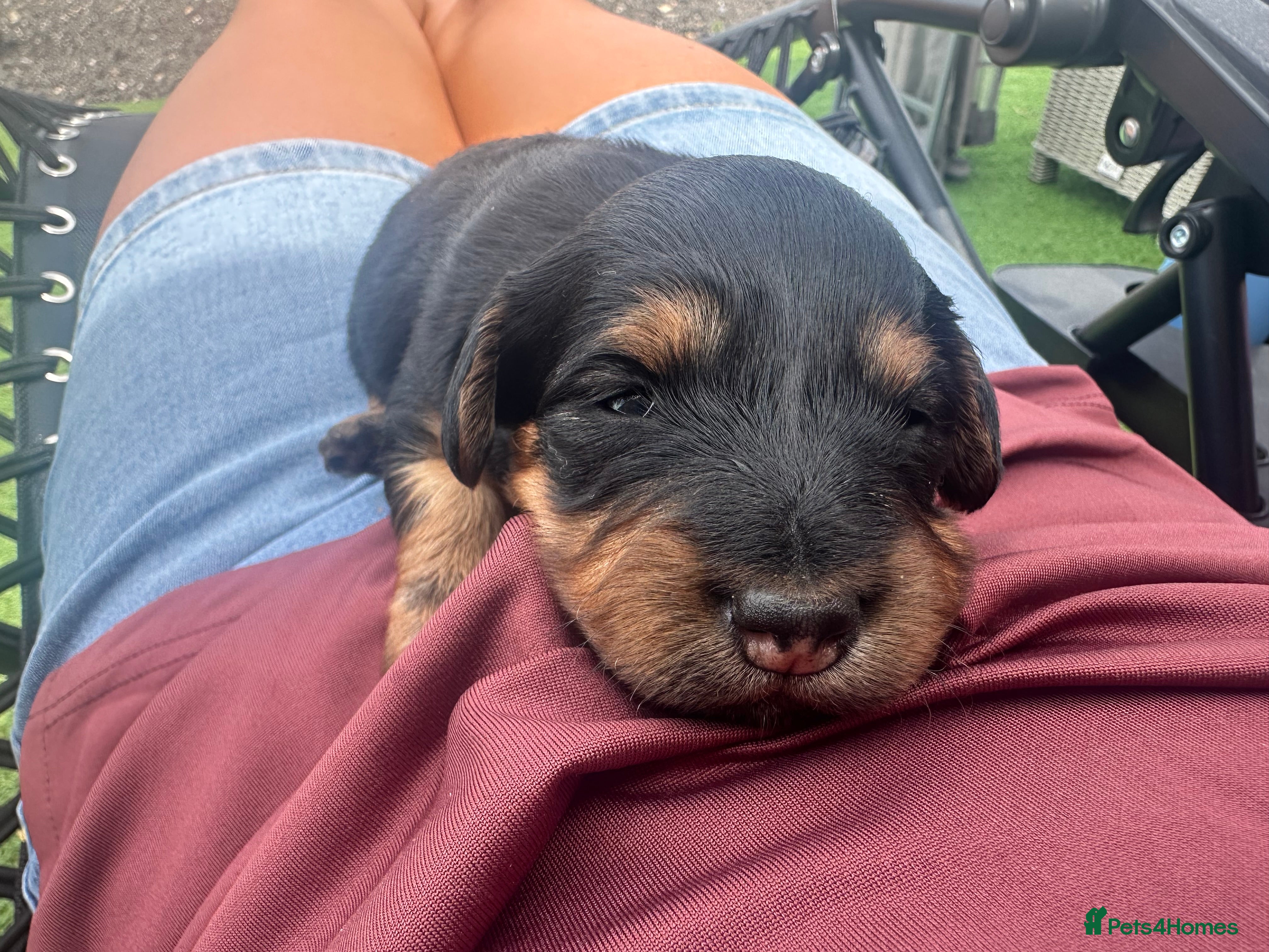 Dachshund dogs KC REG long haired miniature dachshund - Advert 2