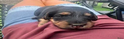 Dachshund dogs for sale: KC REG long haired miniature dachshund - Advert 24