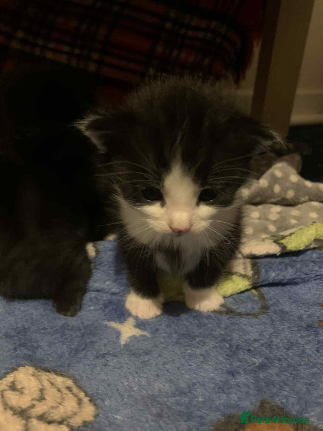 Mixed Breed cats for sale: 1 beautiful girl kitten - Advert 8