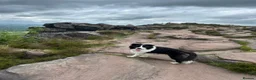 Border Collie dogs for sale: Gorgeous KC Registered Border Collies Ready now  - Advert 6