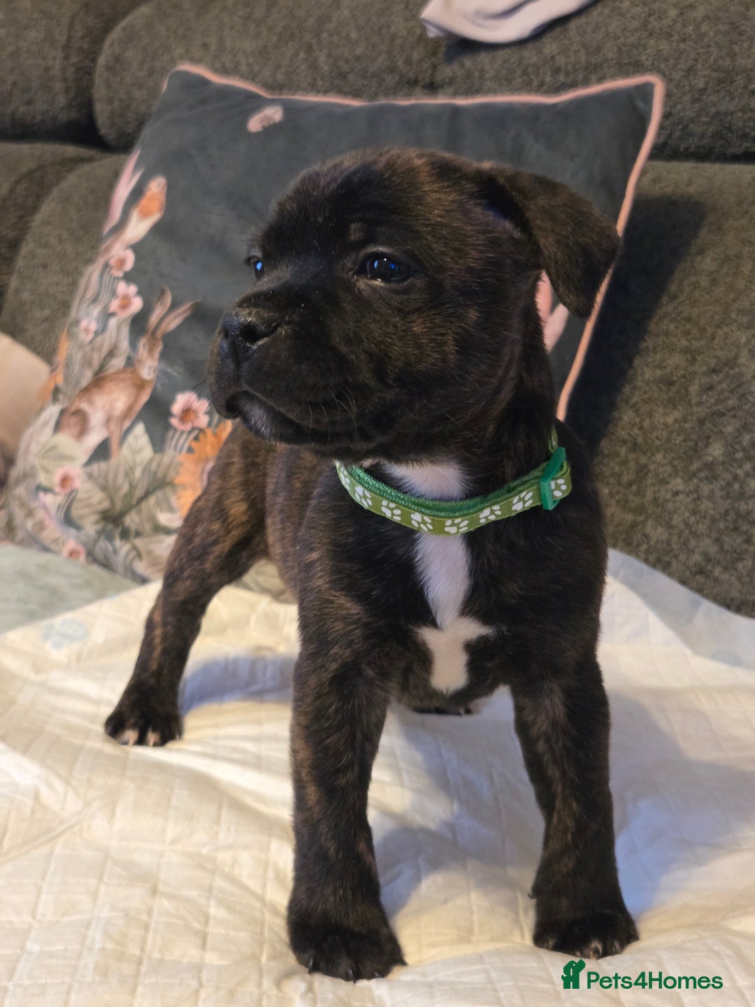 Staffordshire Bull Terrier dogs for sale: Red blue brindle Puppys Staffordshire bull terier  - Advert 21