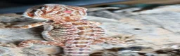 Bearded Dragon reptiles for sale: Bearded dragon baby's for sale  - Advert 3