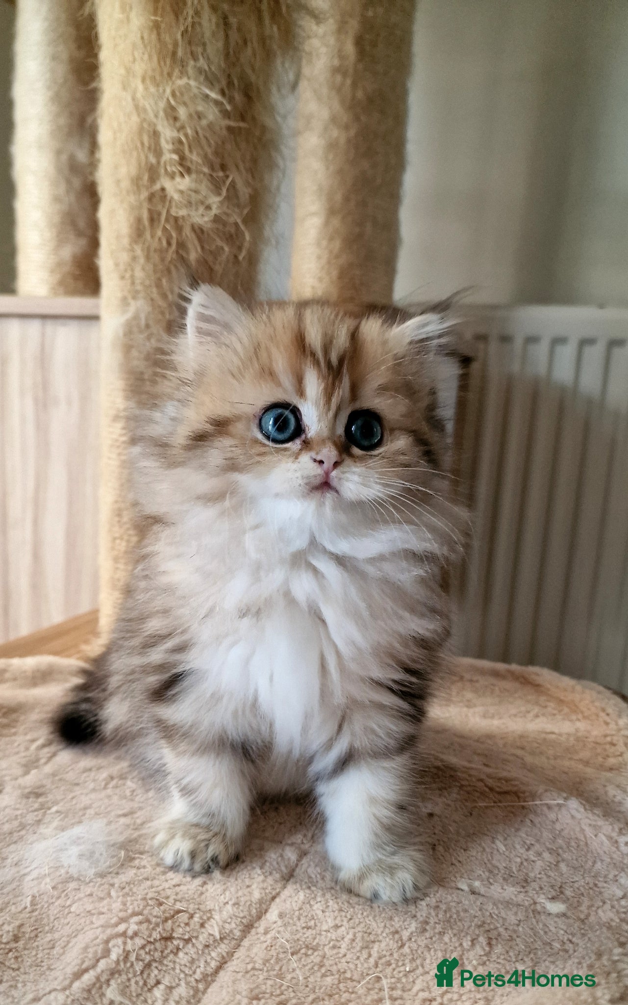 British Shorthair cats 🌟GCCF registred kittens 🌟 - Advert 2