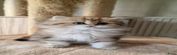British Shorthair cats for sale: 🌟GCCF registred kittens 🌟 - Advert 2