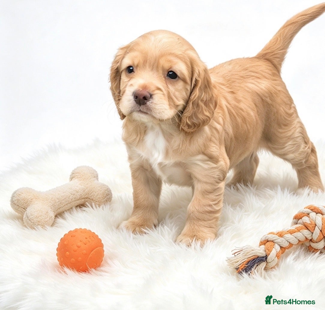 Cocker Spaniel dogs Amazing cocker spaniels  - Advert 1