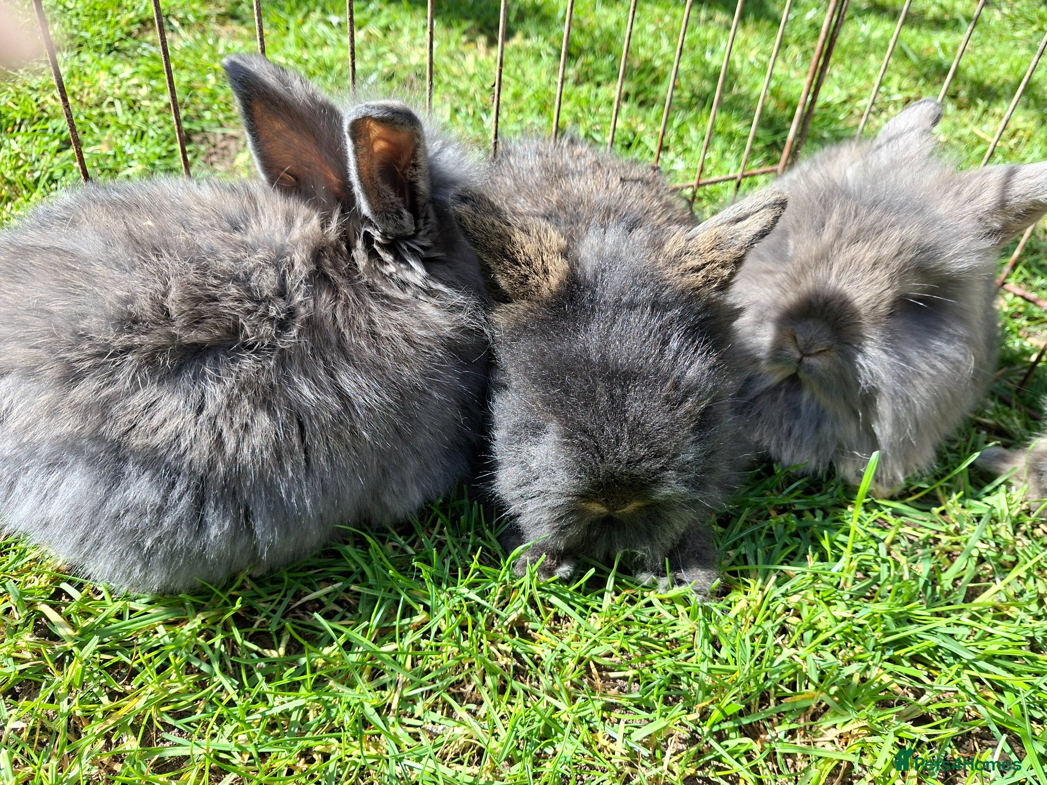 Mixed Breed rabbits Beautiful baby rabbits - Advert 1