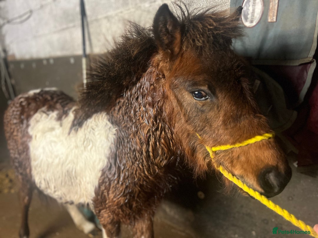 Shetland pony horses for sale: Rocky and teddy - Advert 2