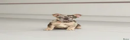 French Bulldog dogs for sale: !! REDUCED !! Beautiful KC Frenchie Puppies  - Advert 9