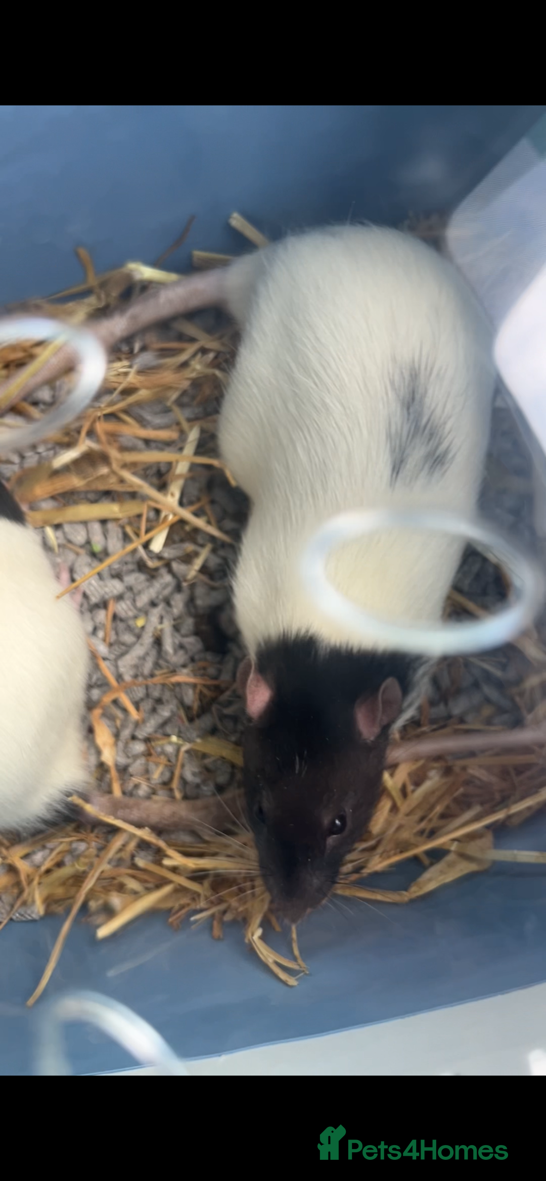 Rat rodents for sale: Two male rats with full set up - Advert 4