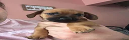 Dachshund dogs for sale: Puppy in Doncaster - Advert 2