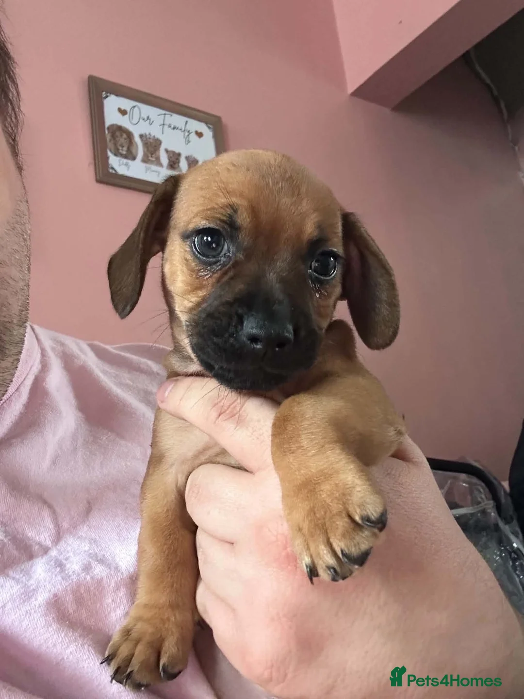 Dachshund dogs for sale: Puppy in Doncaster - Advert 2
