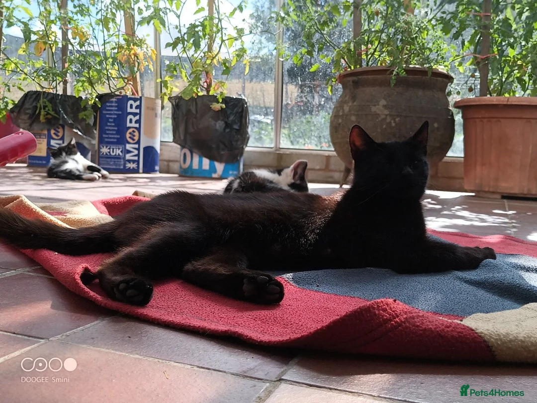 Mixed Breed cats for sale: Kittens for sale - Advert 9