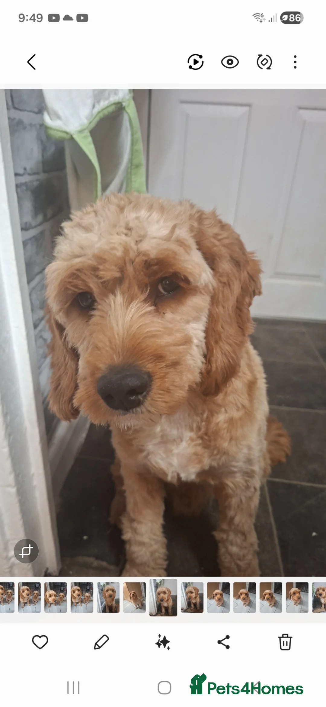 Cavapoo dogs for sale: Boy cavapoo  - Advert 2