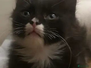 Mixed Breed cats Kittens forSaleBritishLonghair & TurkishAngoraMix - Advert 17