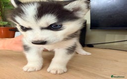 Siberian Husky dogs for sale: SIBERIAN HUSKY  - Image 26