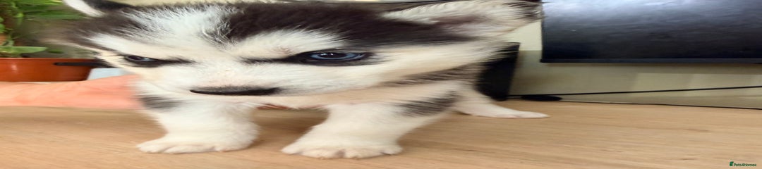 Siberian Husky Puppy 6