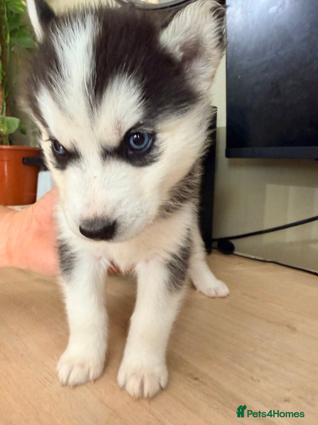 Siberian Husky dogs for sale: SIBERIAN HUSKY  - Image 26
