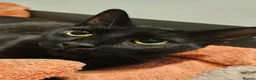 Mixed Breed cats for adoption: Female Rescue Cat for Indoor Only Adoption - Advert 4