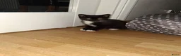 Mixed Breed cats for sale: Male and female kitten - Advert 6