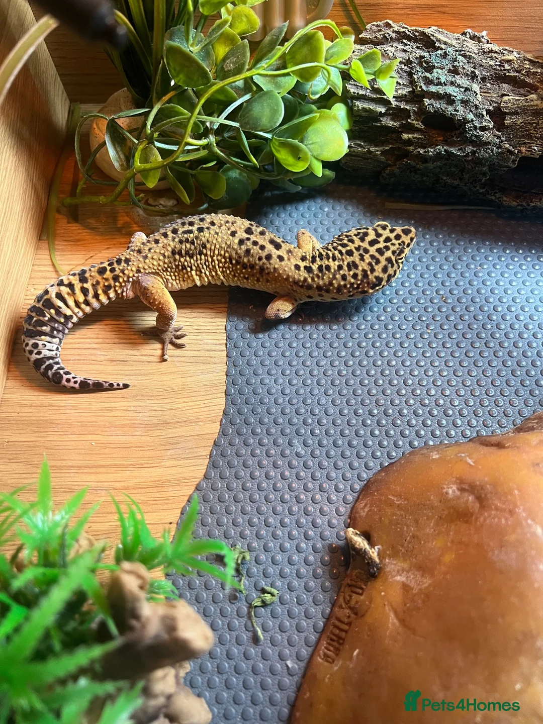Leopard Gecko reptiles for sale: Adult Leopard Gecko and full set up for sale  in Dunmow - Advert 2
