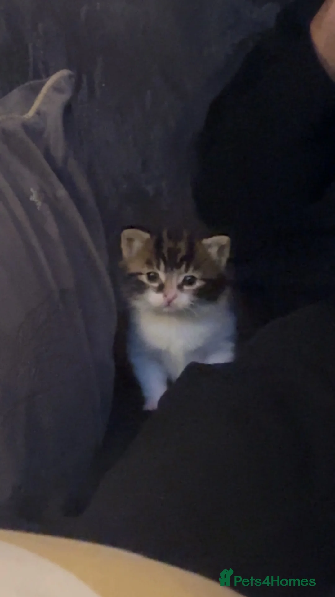 Domestic Shorthair cats for sale: Semi-Longhaired Sweet, warm eyed boy, 7 weeks old - Advert 6