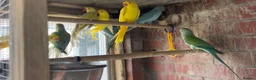 Mixed Breed birds for sale: Different birds for sale  - Advert 6