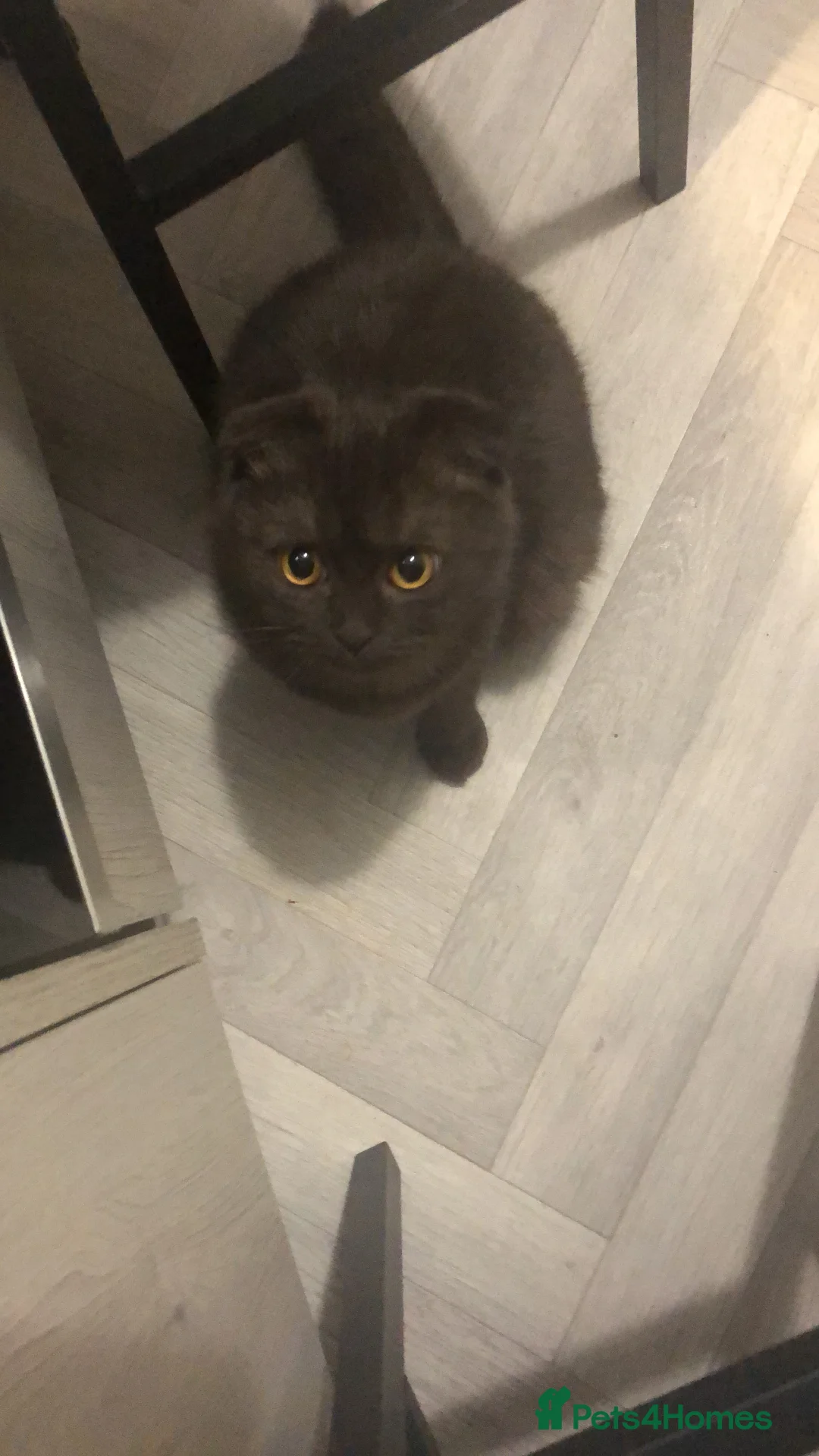 Scottish Fold cats for sale: 🐾 Rare Chocolate Beauty in Edinburgh 🏡 - Advert 20