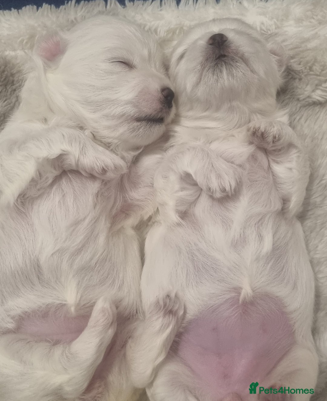 Maltese dogs for sale: Maltese Girls - Image 4