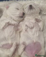 Maltese dogs - Advert 14