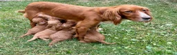 Cockapoo dogs for sale: Gorgeous Fox Red F1 Cookapoos  - Advert 31