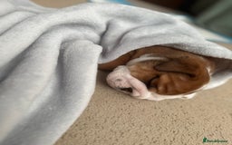 English Bulldog dogs for sale: 2 Beautiful Red & White English Bulldogs - Image 16