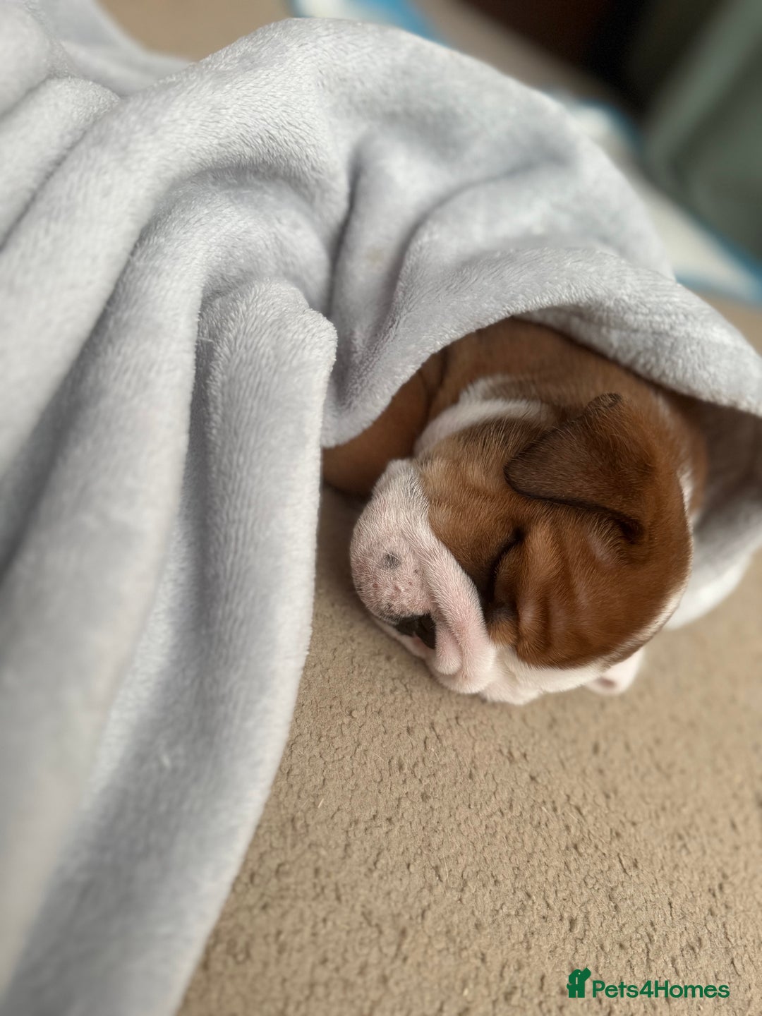 English Bulldog dogs for sale: 2 Beautiful Red & White English Bulldogs - Image 16