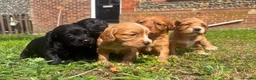 Cocker Spaniel dogs for sale: Cocker spaniels  - Advert 1