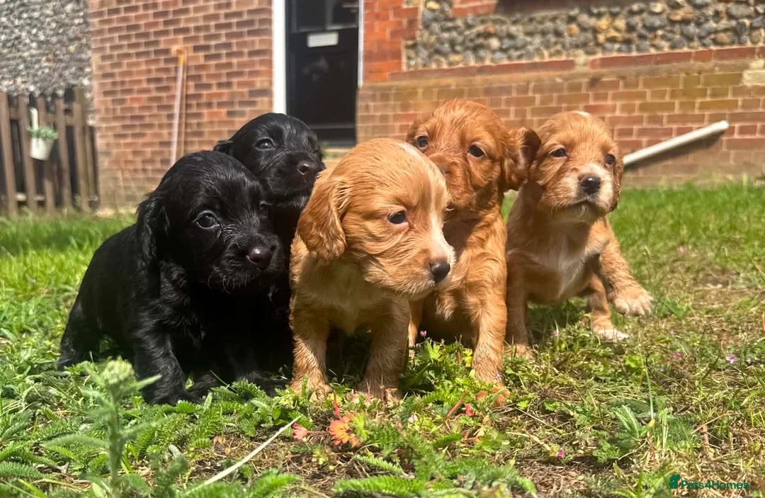 Cocker Spaniel dogs for sale: Cocker spaniels  - Advert 1