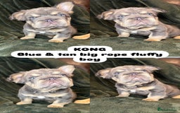 French Bulldog dogs for sale: 7 fluffy French Bulldogs puppies - Image 4