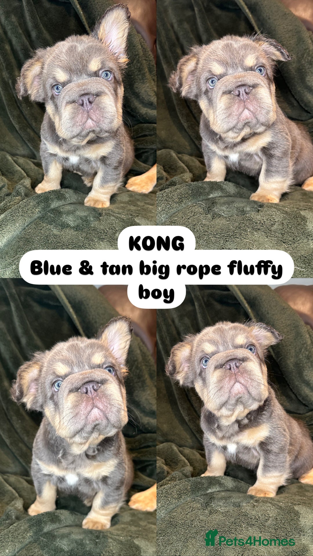 French Bulldog dogs for sale: 7 fluffy French Bulldogs puppies - Image 4