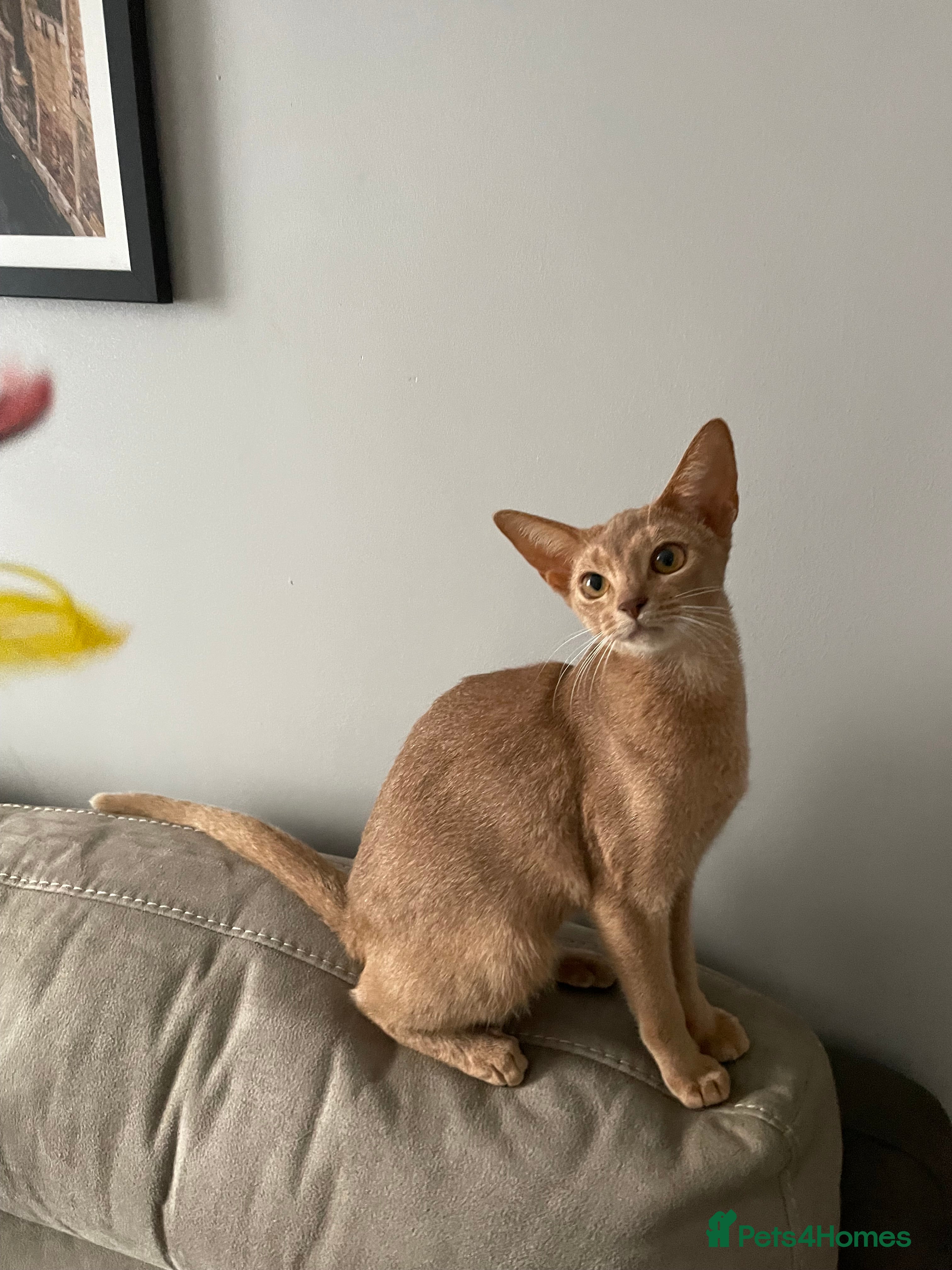 Abyssinian cats TICA TRIPPLE GRAND CHAMPION ABYSSINIAN GIRL - Advert 1