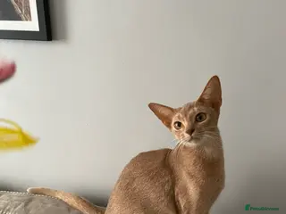 Abyssinian cats TICA TRIPPLE GRAND CHAMPION ABYSSINIAN GIRL - Advert 1