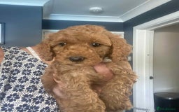 Cavapoo dogs for sale: Cavapoo puppy’s  - Image 9