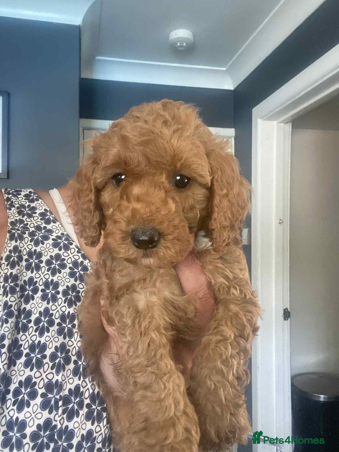 Cavapoo dogs for sale: Cavapoo puppy’s  - Image 9