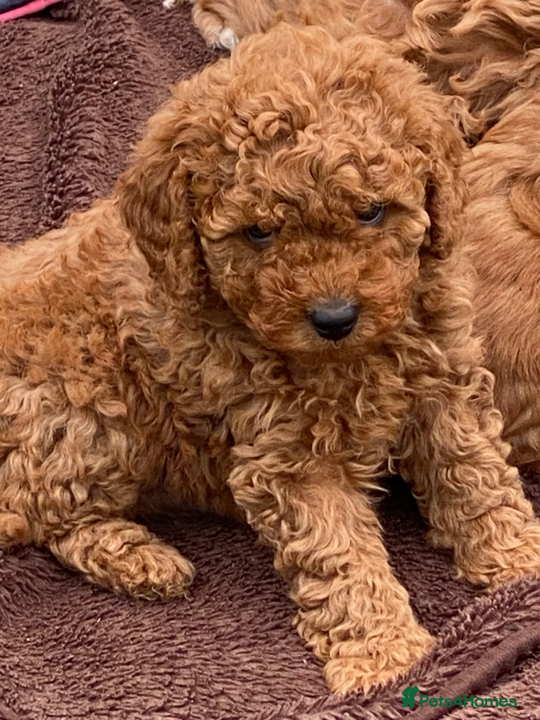 Cavapoo dogs for sale: Cavapoo F1B - Advert 3