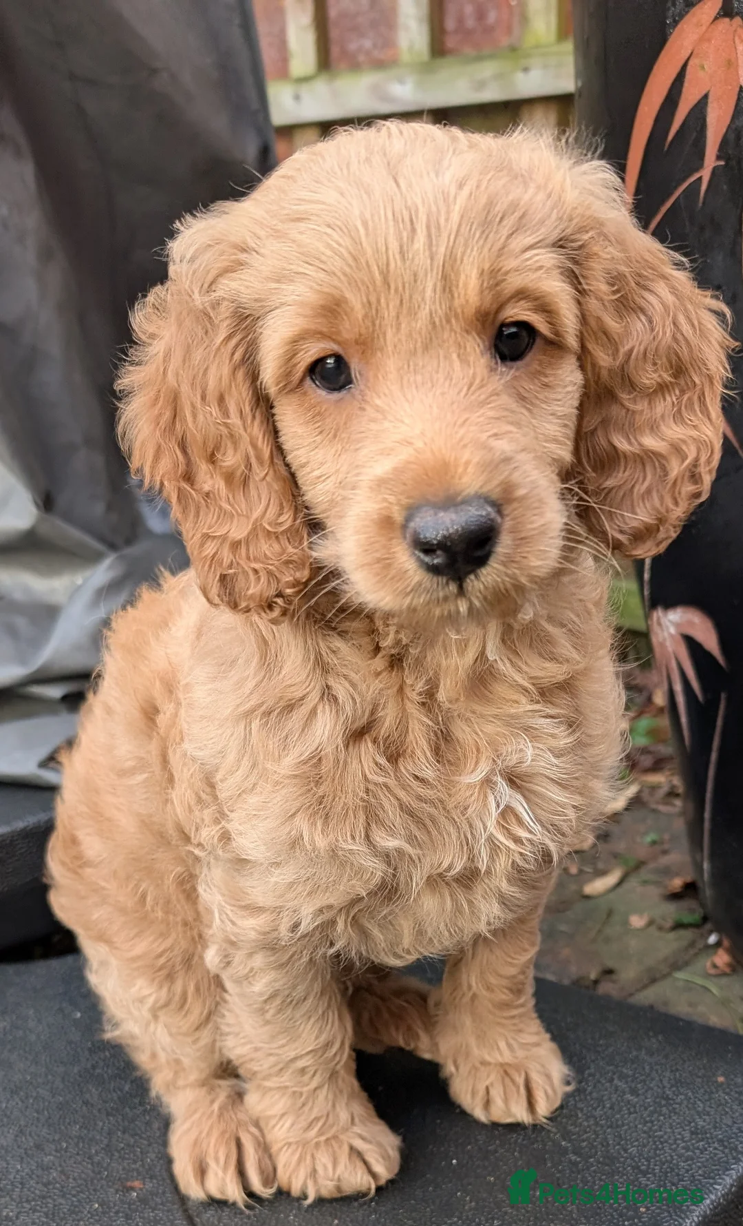 Cockapoo dogs for sale: F1b male cockapoo - Advert 6