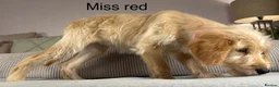 Goldendoodle dogs for sale: FULLY VACCINATED AND ABLE TO GO OUT ON WALKS.  - Advert 10