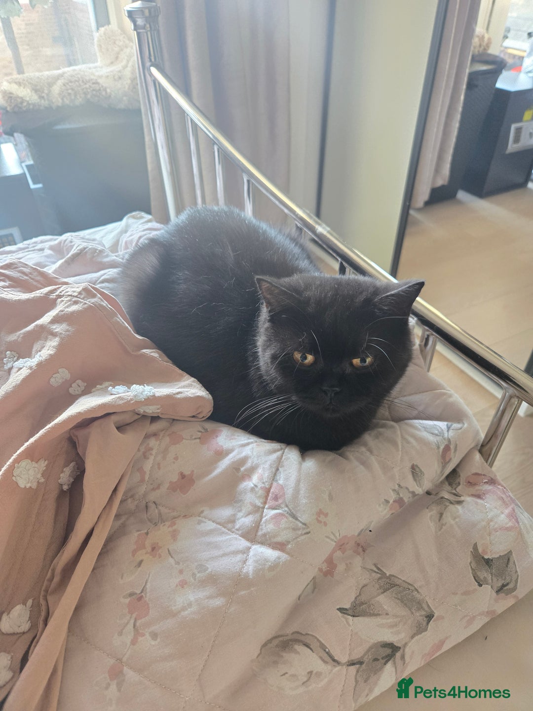 British Shorthair cats for sale: British Shorthair Black female - Advert 18