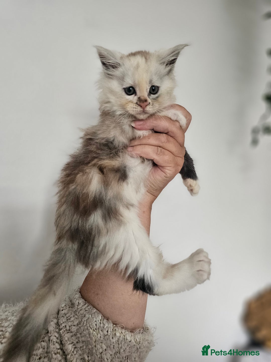 Maine Coon cats for sale:  TICA Maine coon kittens ready to leave - Advert 20