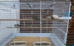 Finches birds for sale: 5 Baby zebra finch + cage £50 the lot or £10 each - Image 3