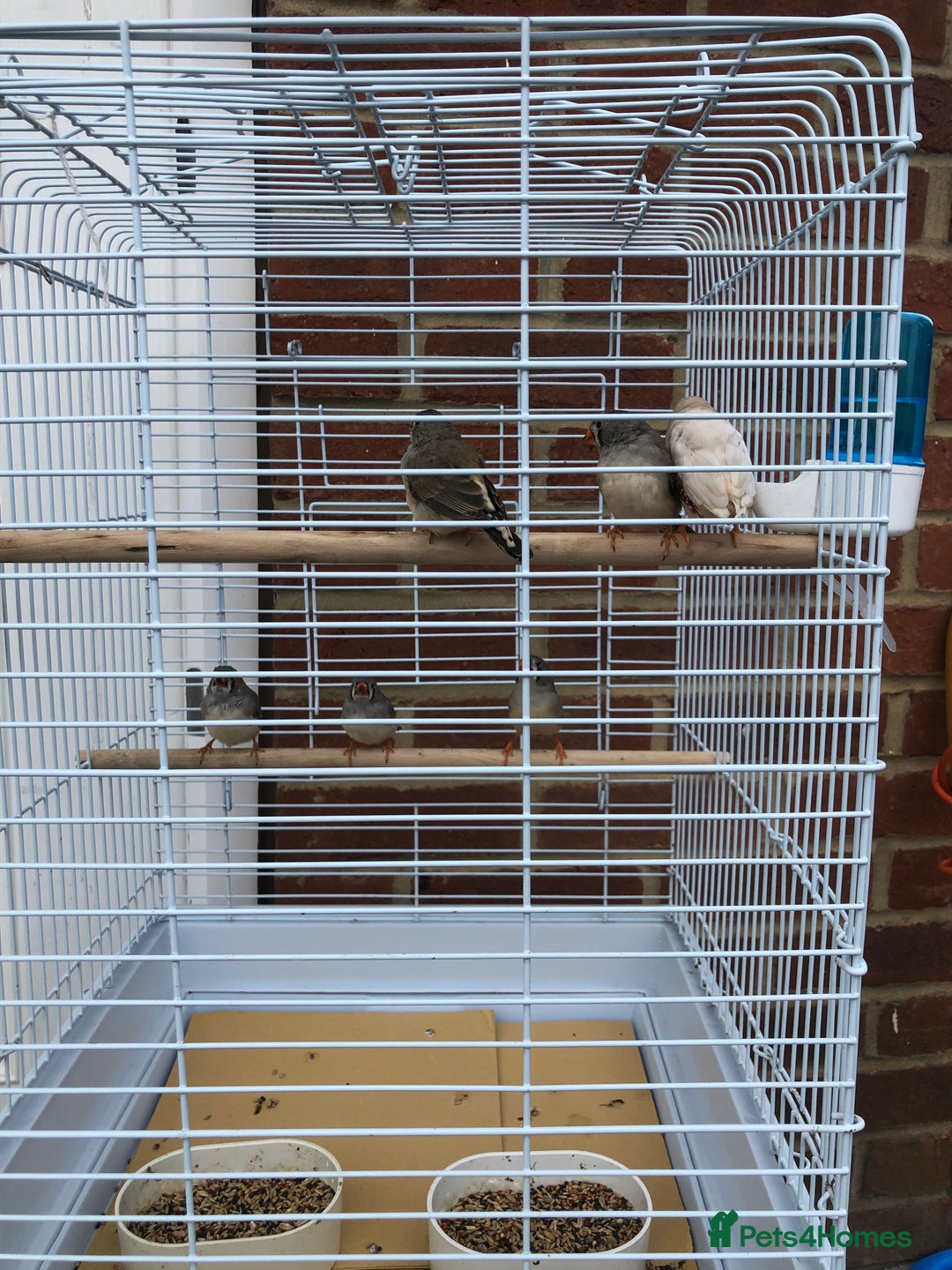 Finches birds for sale: 5 Baby zebra finch + cage £50 the lot or £10 each - Image 3