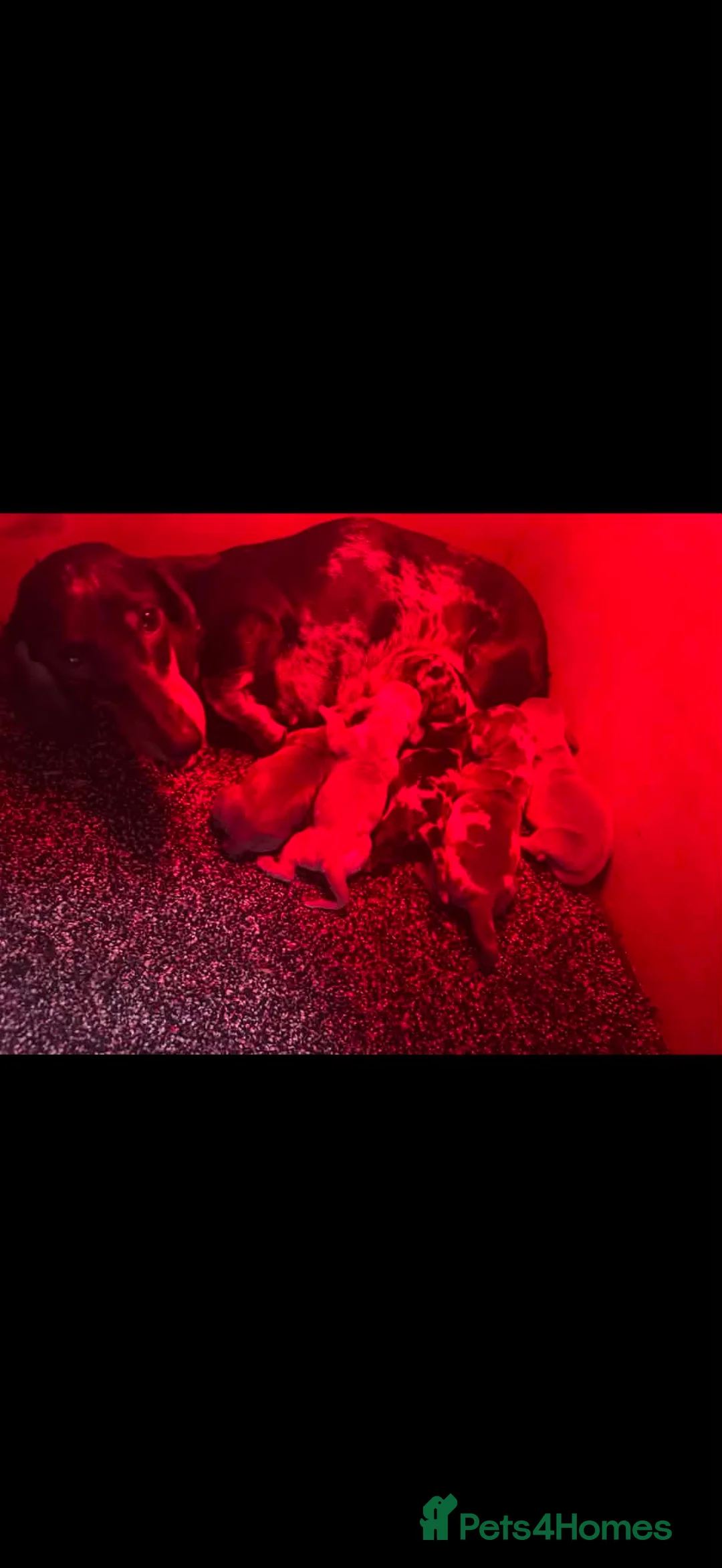 Miniature Dachshund dogs for sale: Miniature dachshund  - Advert 7