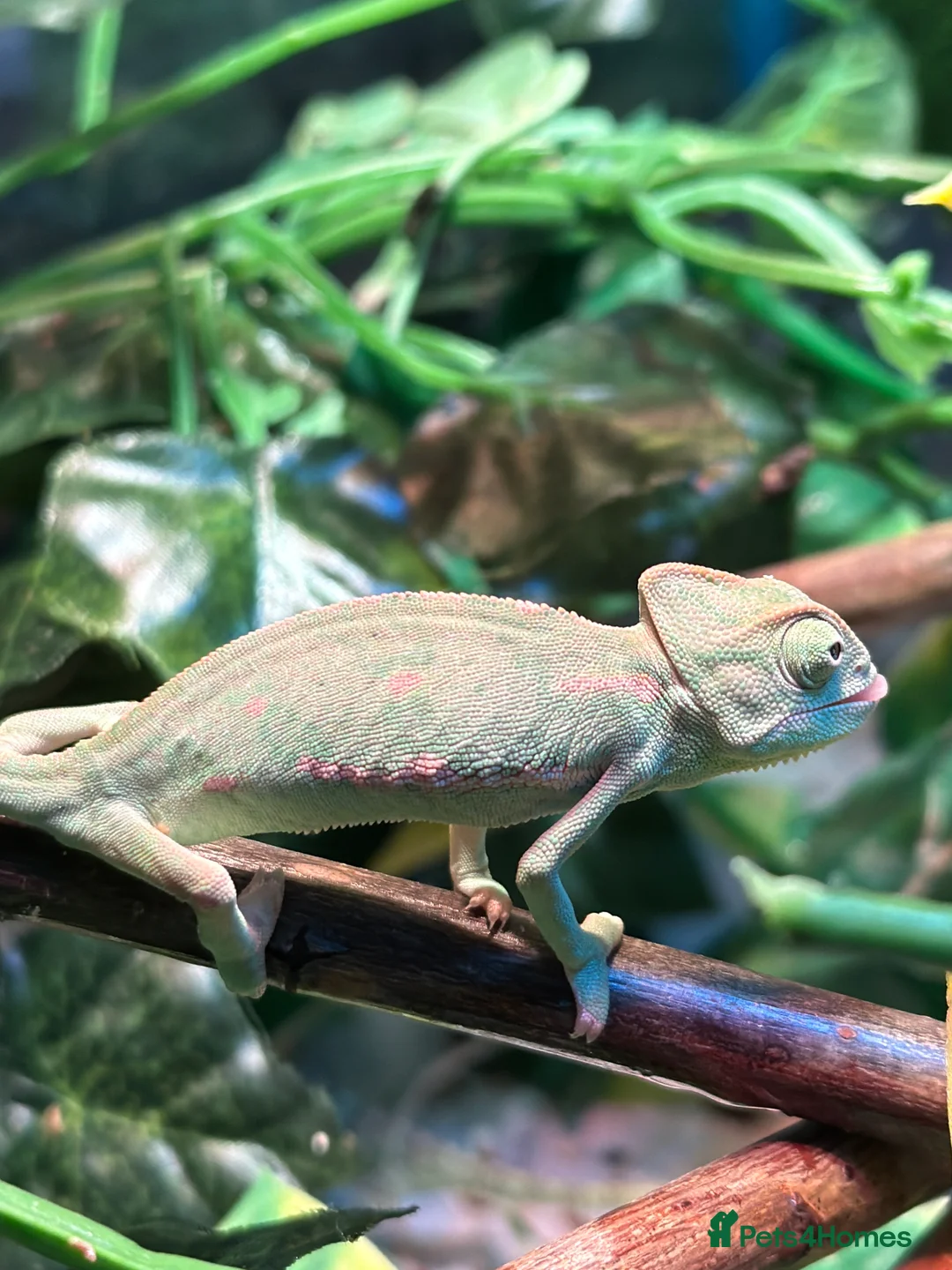 Chameleon reptiles for sale: Baby Yemen Chameleons - Advert 3